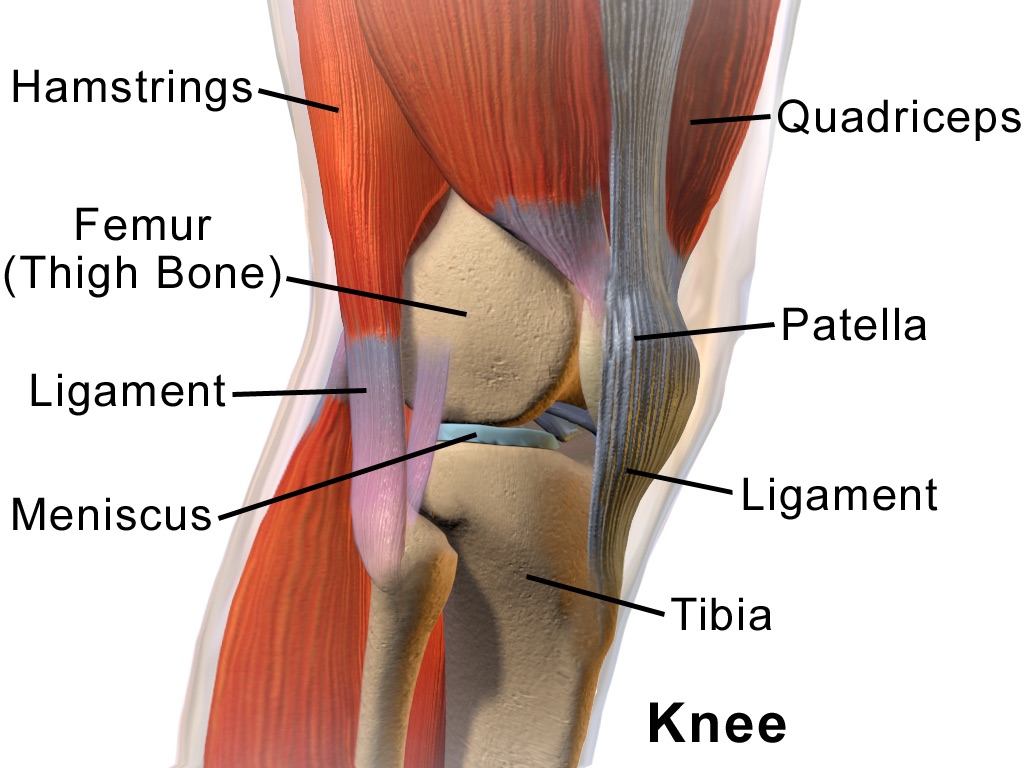 Labeled side-view anatomy of the knee joint showing femur, patella, tibia, meniscus, and surrounding ligaments